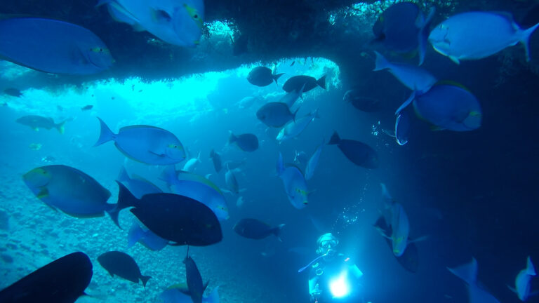 Fish - Diving on your travels - Boots and sunshine