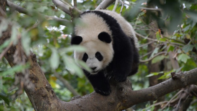 A visit to the Research Base of Giant Panda Breeding in Chengdu
